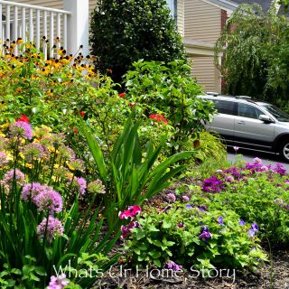 Summer blooming Allium, Tickweed, Black Eyed Susan, Lantana, Petunia, Verbana, Carpet Roses in the garden - summer flowering plants