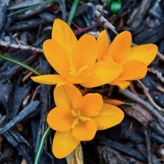 yellow crocus - deer resisitant- flowers in late winter, early spring