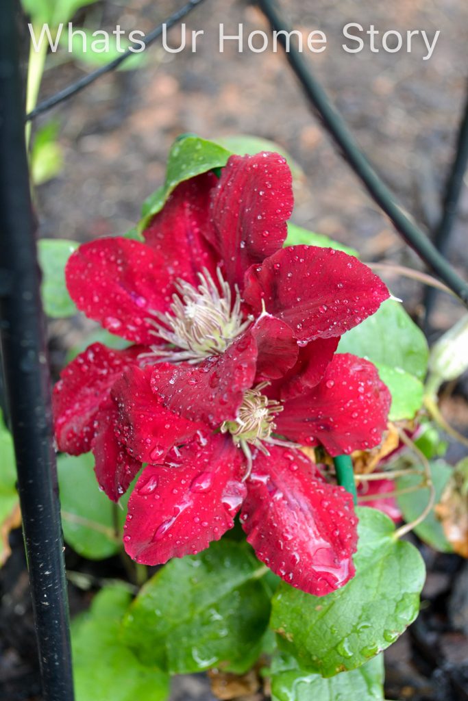 Spring Garden 2018   A Perennial Haven