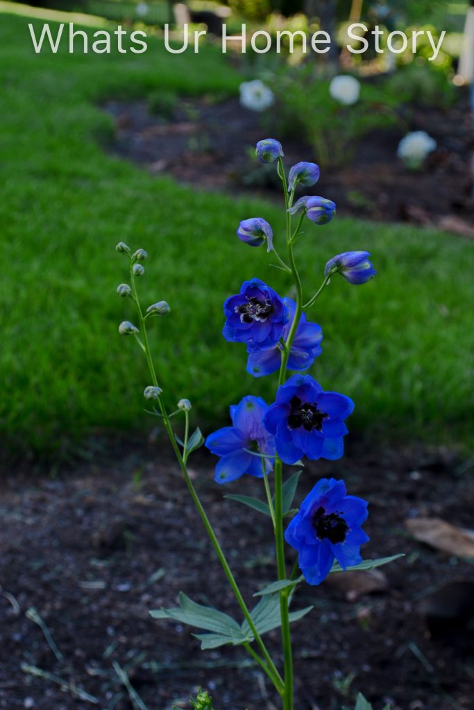 Spring Garden 2018   A Perennial Haven