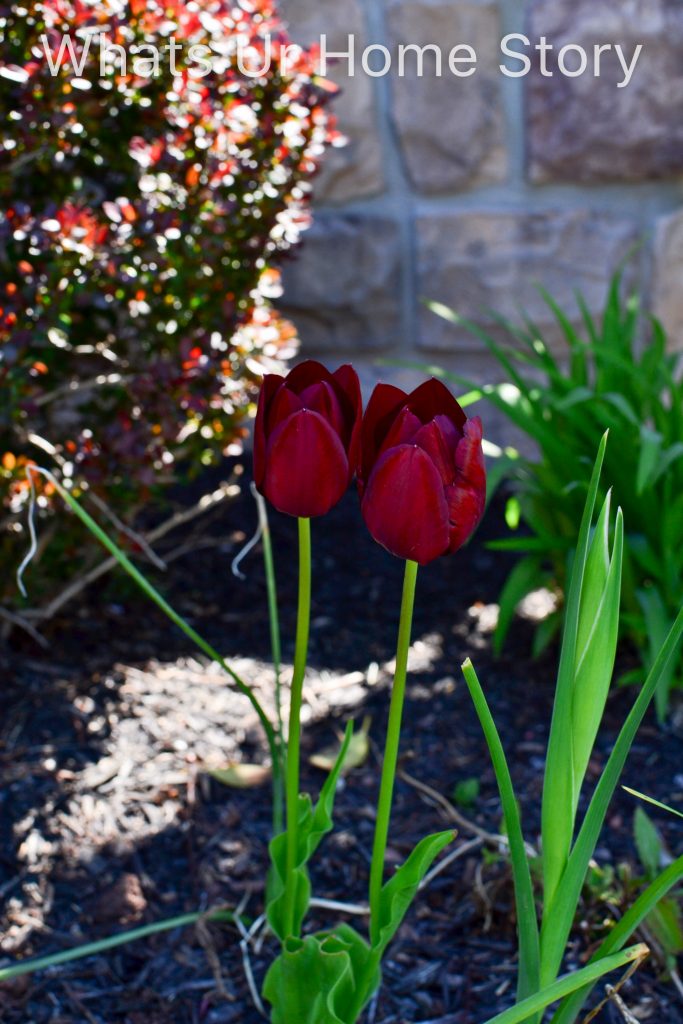 Spring Garden 2018   A Perennial Haven