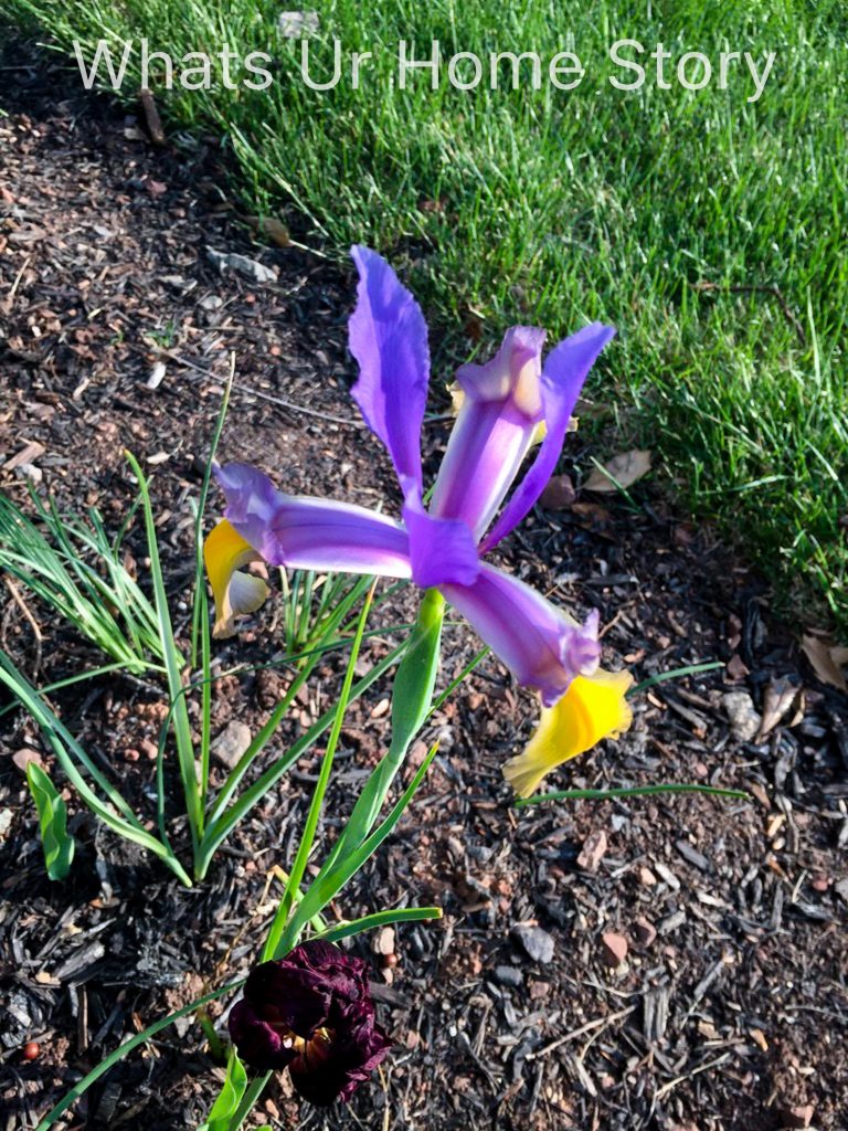 Spring Garden 2018   A Perennial Haven