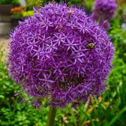 Spring garden -Giant Alliums