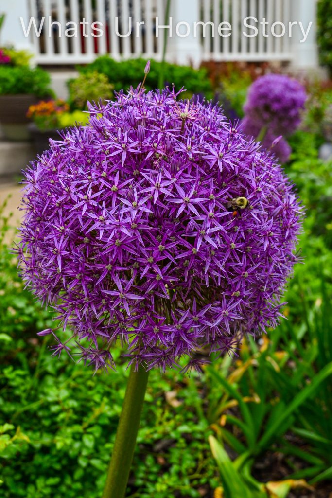 Spring Garden 2018   A Perennial Haven