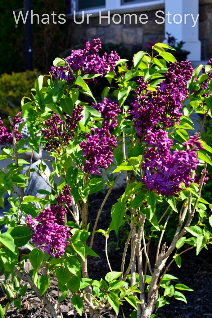 Spring Garden 2018   A Perennial Haven