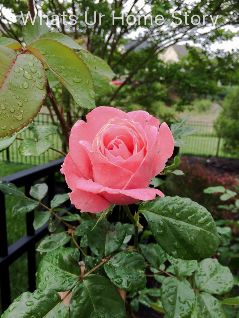 Spring Garden 2018   A Perennial Haven