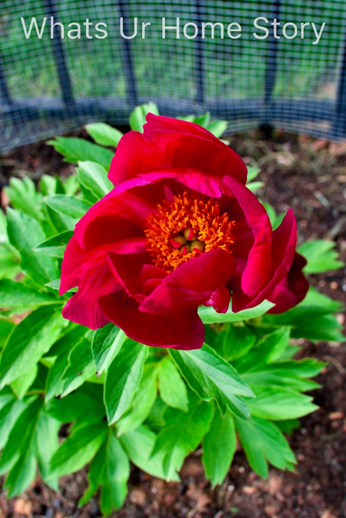 Spring Garden 2018   A Perennial Haven