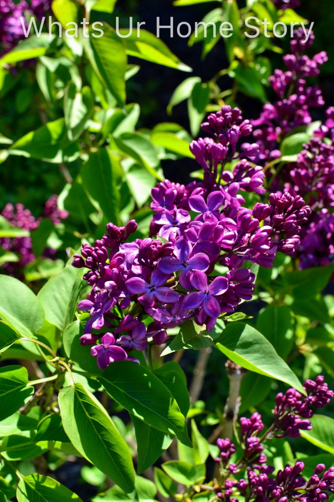 Spring Garden 2018   A Perennial Haven