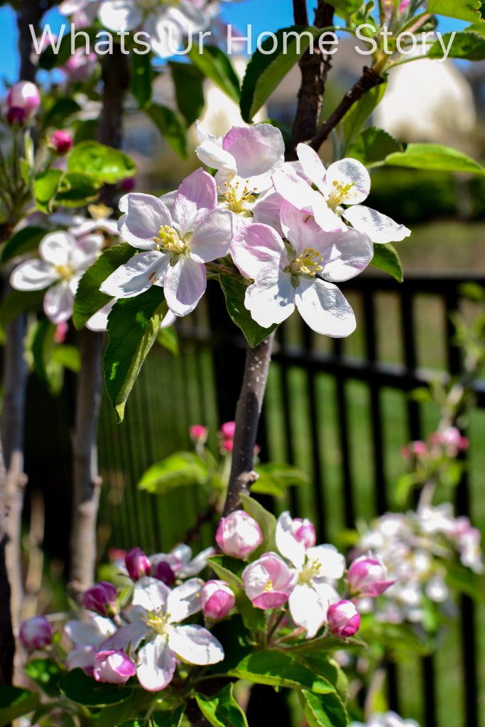 Spring Garden 2018   A Perennial Haven