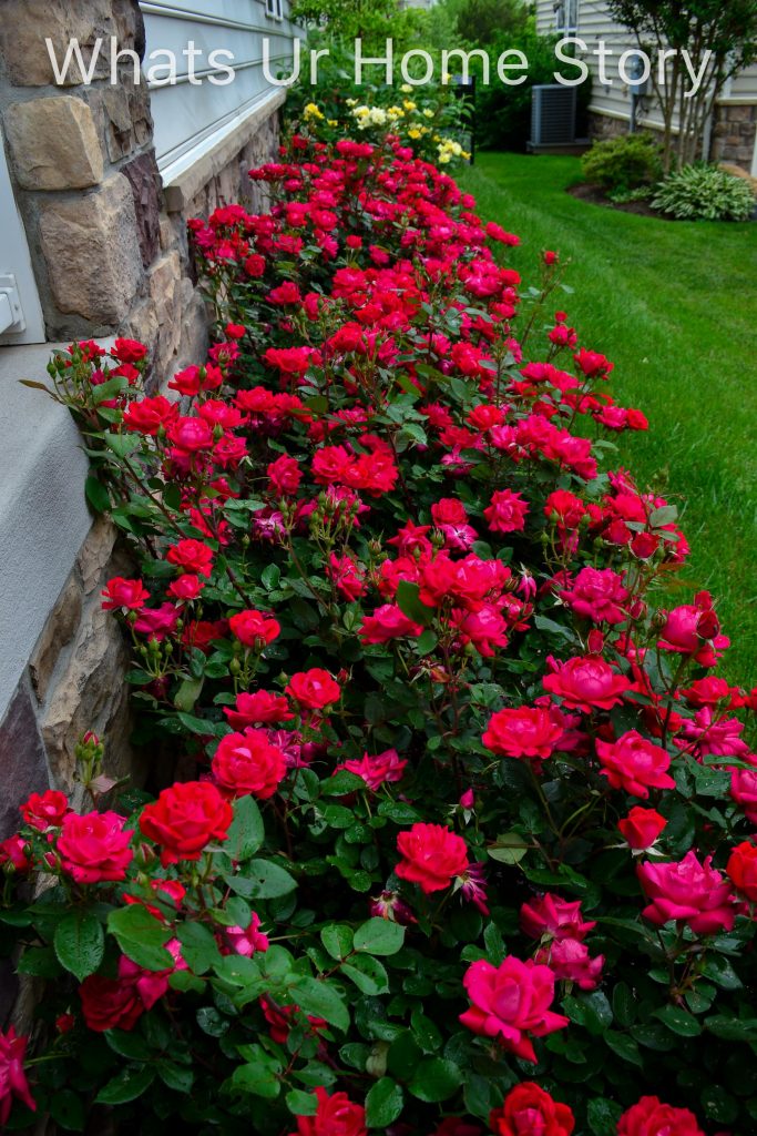 Spring Garden 2018   A Perennial Haven