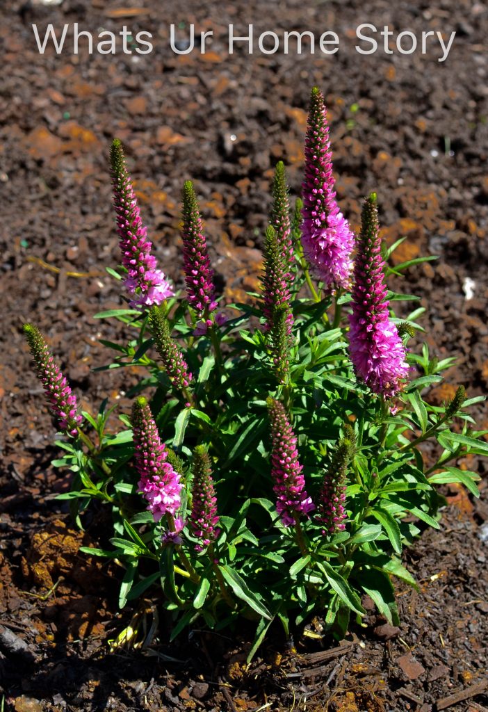 Spring Garden 2018   A Perennial Haven