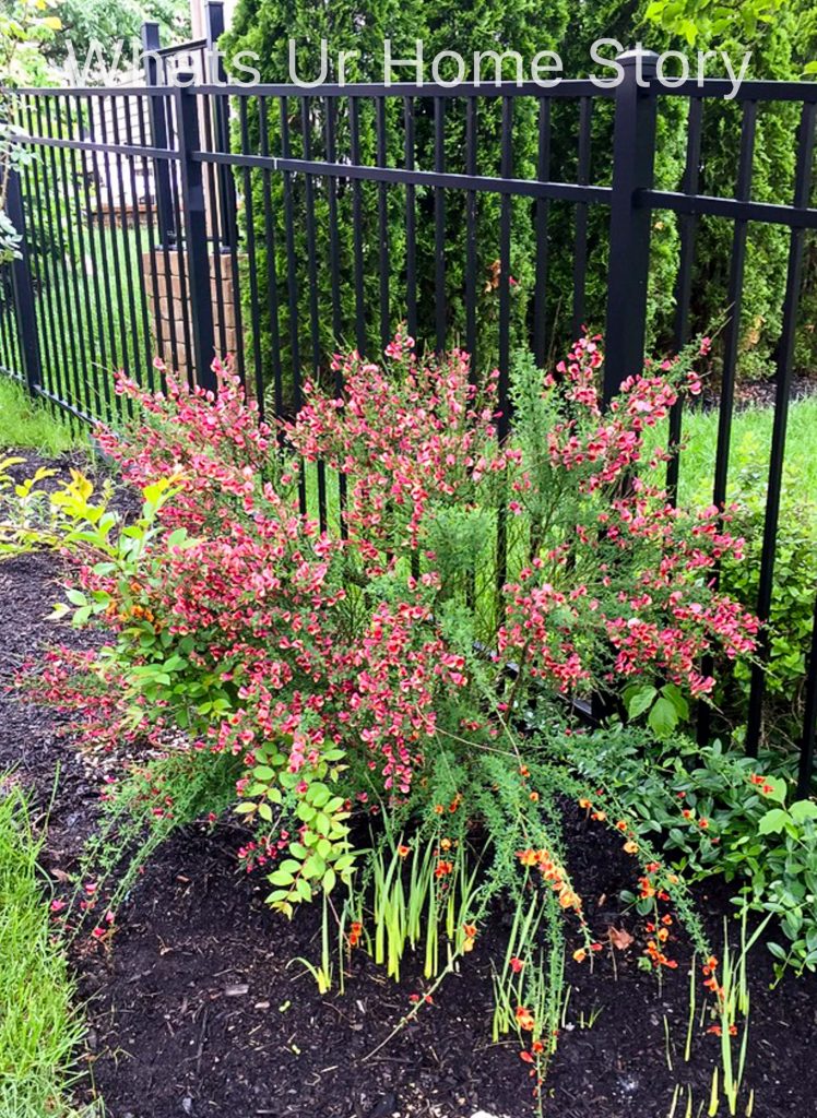 Spring Garden 2018   A Perennial Haven