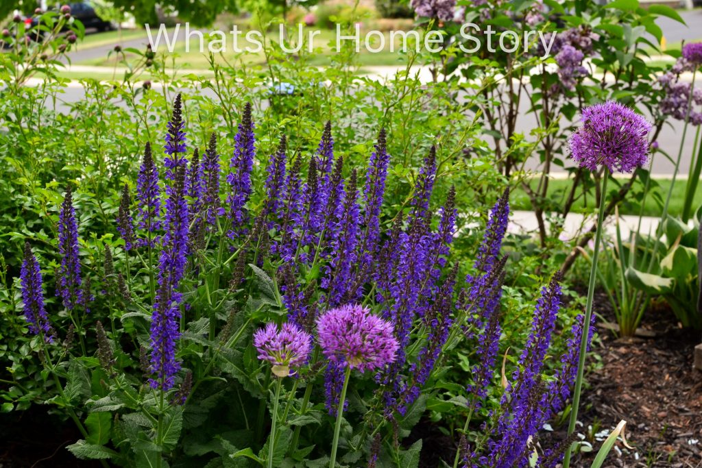 Spring Garden 2018   A Perennial Haven