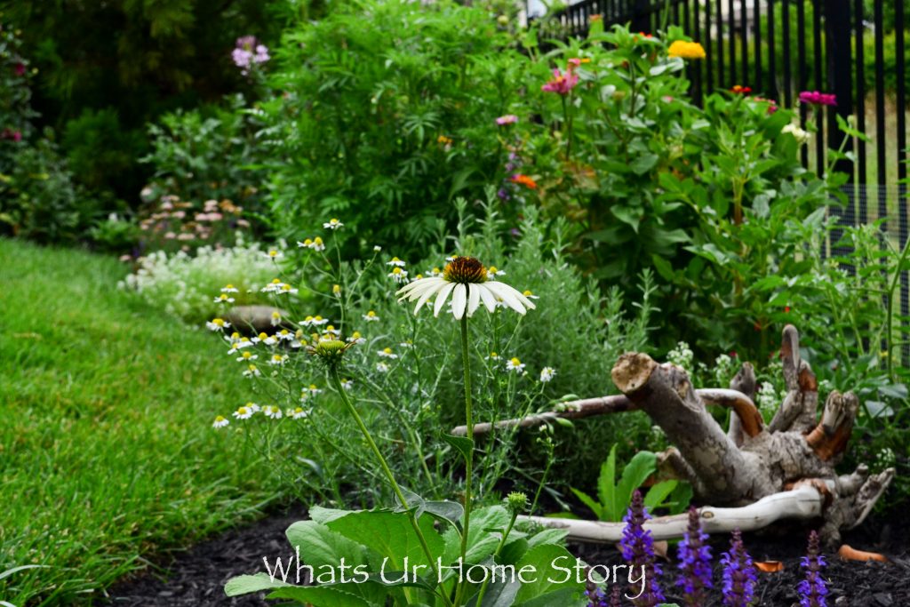 My Cottage Garden   Summer 2018