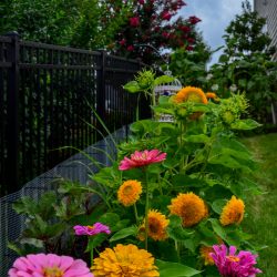 Cottage garden bed with colorful zinnias, teddybear sunflowers, okra, and lemon grass