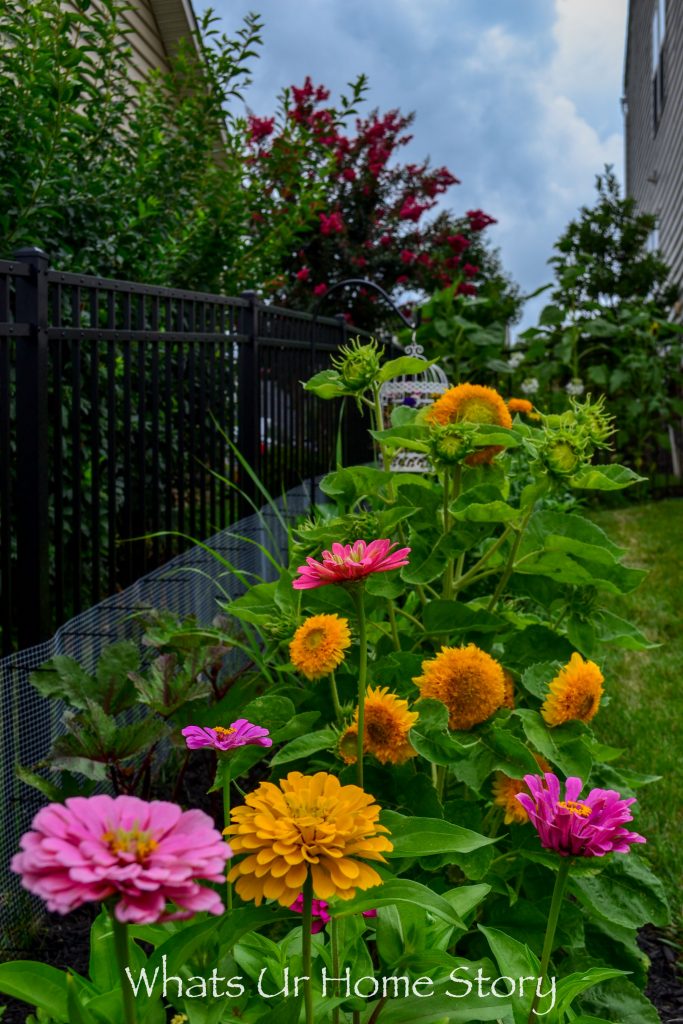 My Cottage Garden   Summer 2018