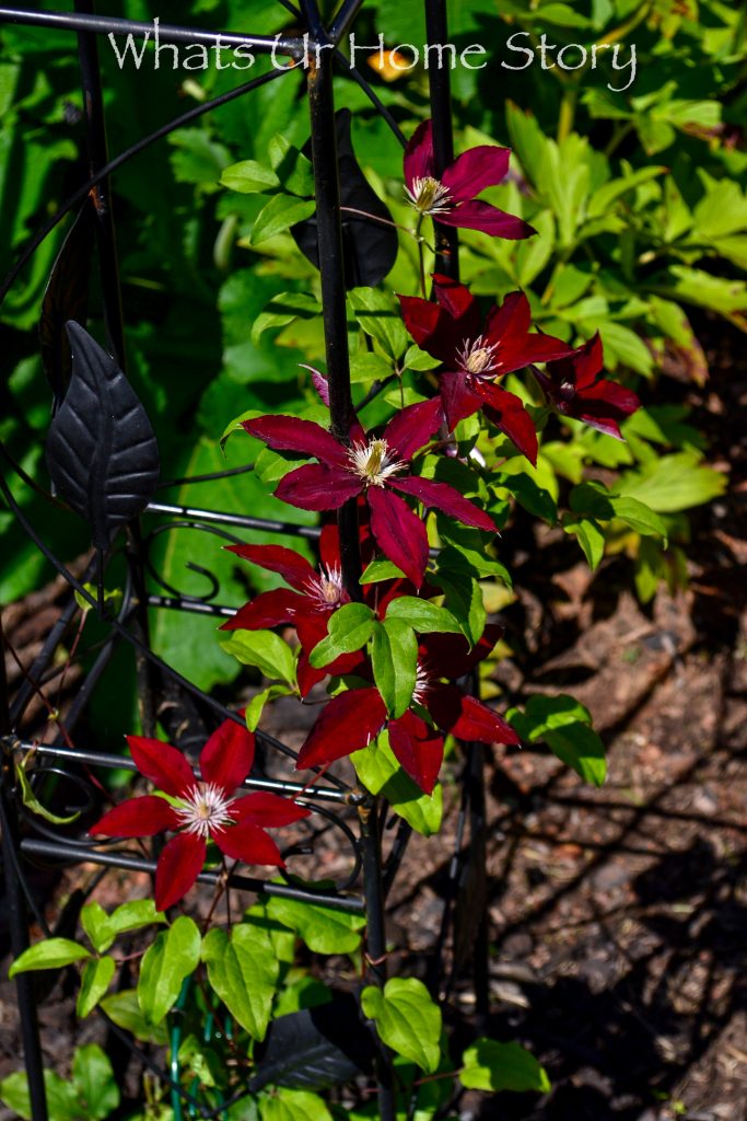 My Cottage Garden   Summer 2018