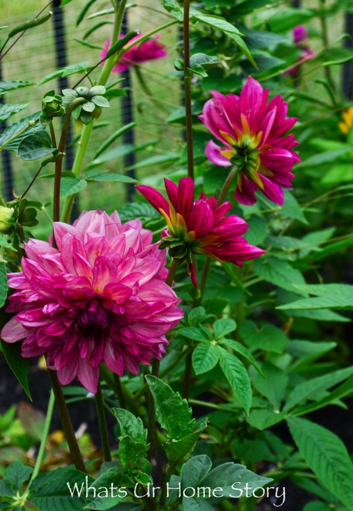 My Cottage Garden   Summer 2018