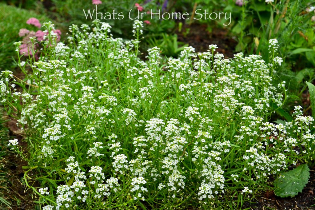 My Cottage Garden   Summer 2018