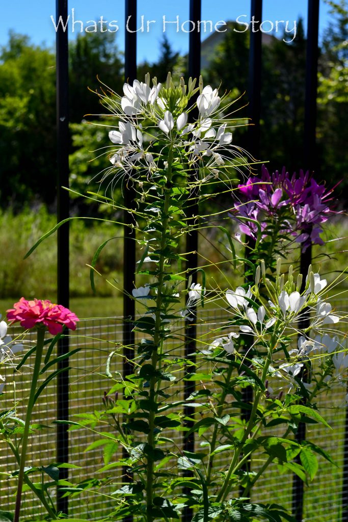 My Cottage Garden   Summer 2018