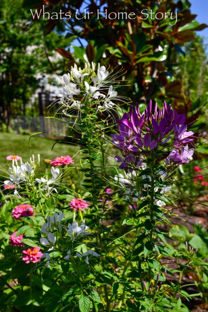 My Cottage Garden   Summer 2018