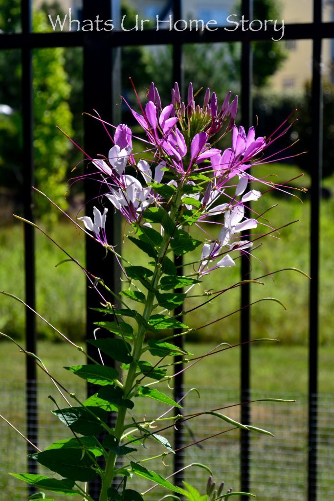 My Cottage Garden   Summer 2018