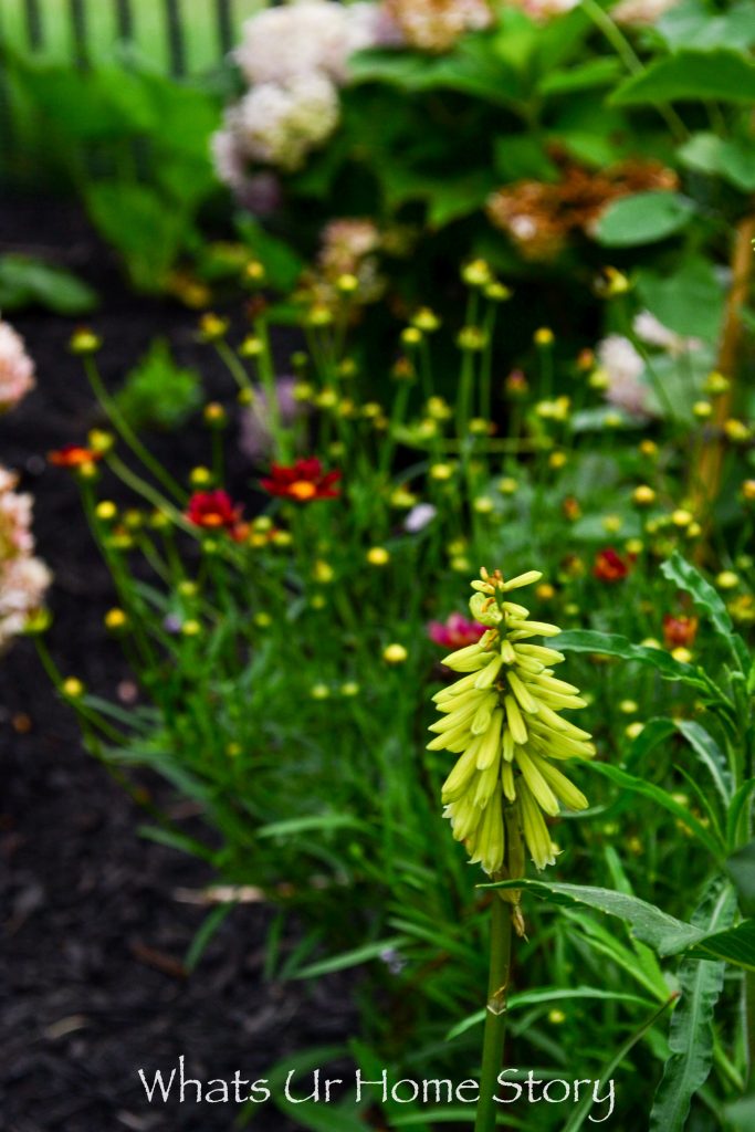 My Cottage Garden   Summer 2018