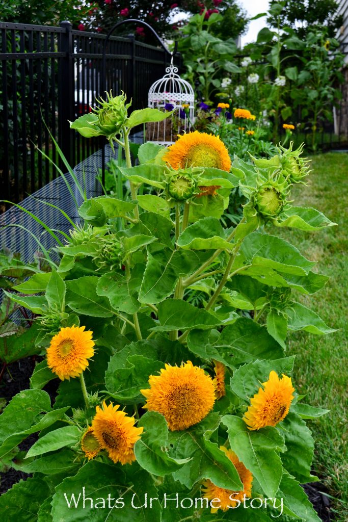 My Cottage Garden   Summer 2018