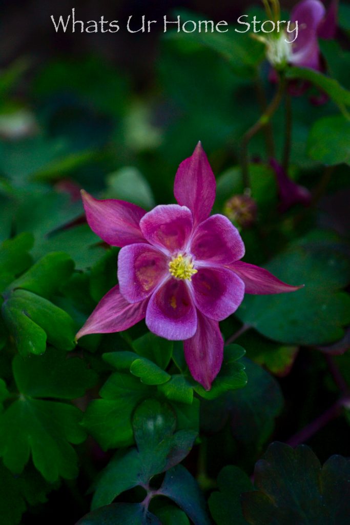 Early Spring Flowers From My Garden