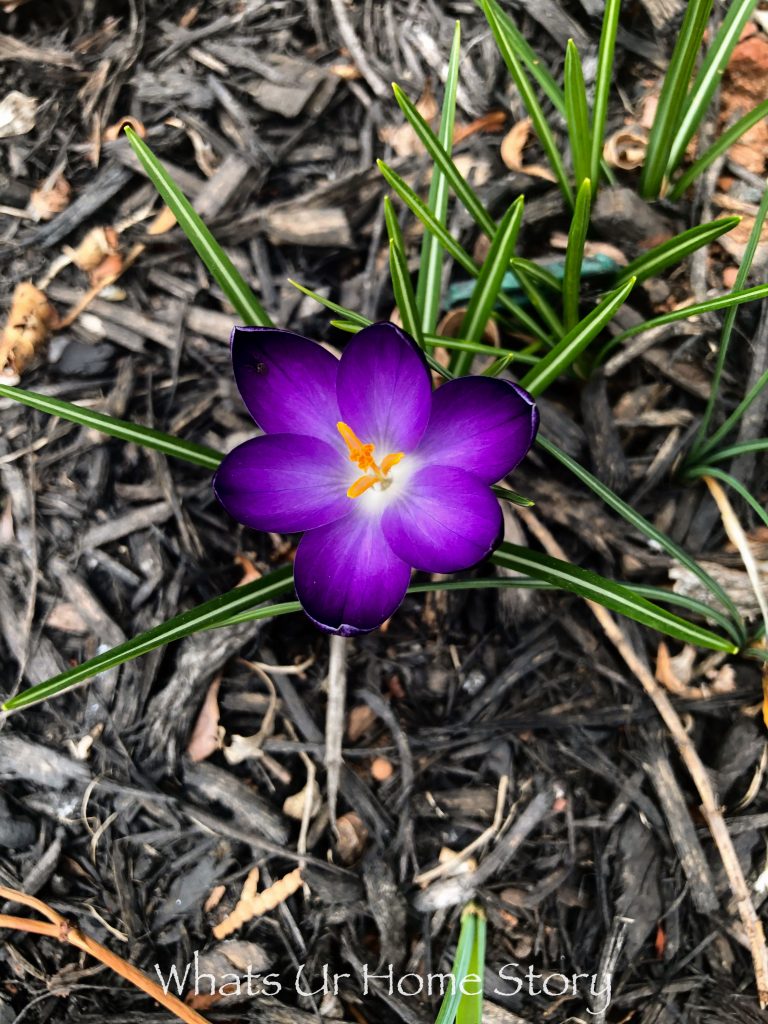 Early Spring Flowers From My Garden