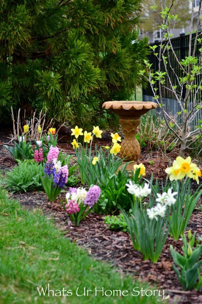 Early Spring Flowers From My Garden