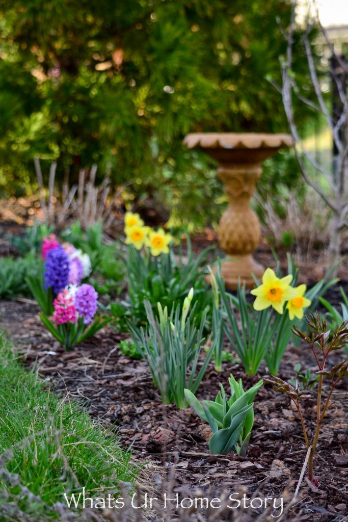 Early Spring Flowers From My Garden