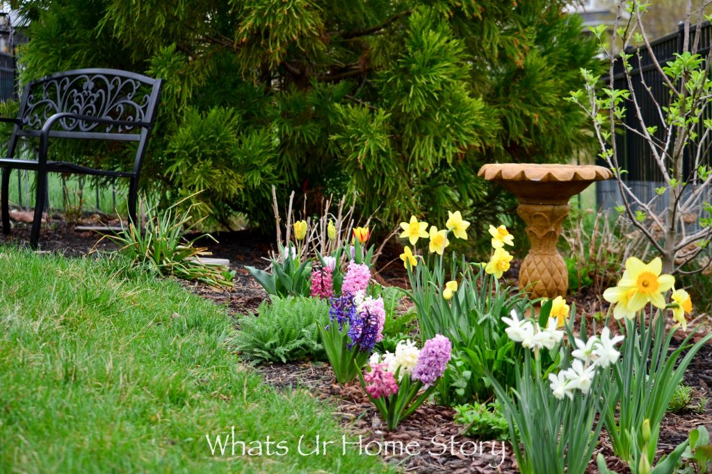 Early Spring Flowers From My Garden