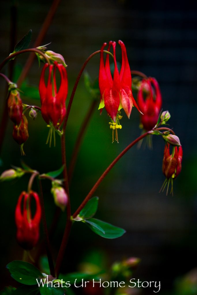 Early Spring Flowers From My Garden