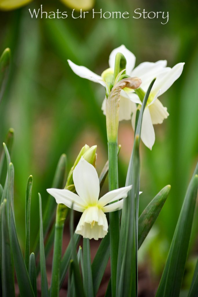 Early Spring Flowers From My Garden