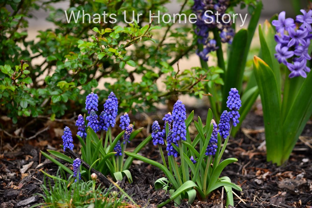 Early Spring Flowers From My Garden