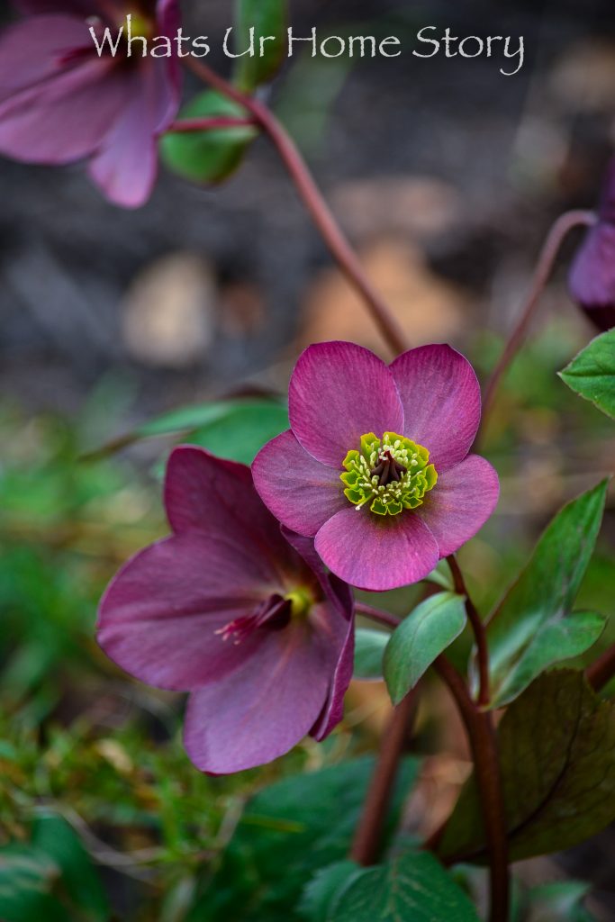 Early Spring Flowers From My Garden