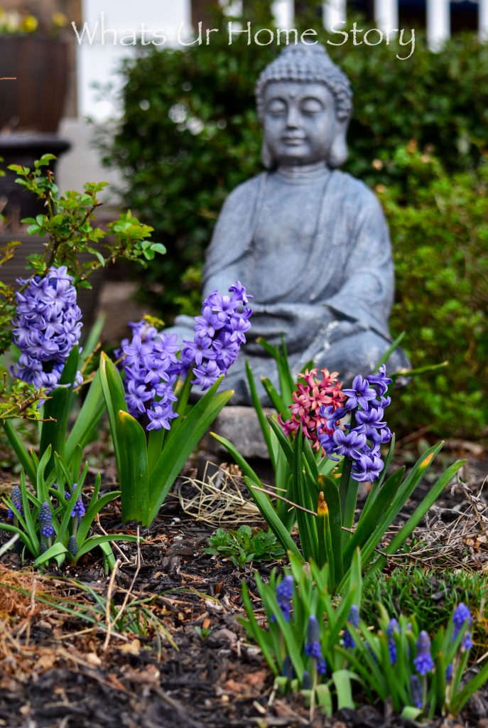 Early Spring Flowers From My Garden