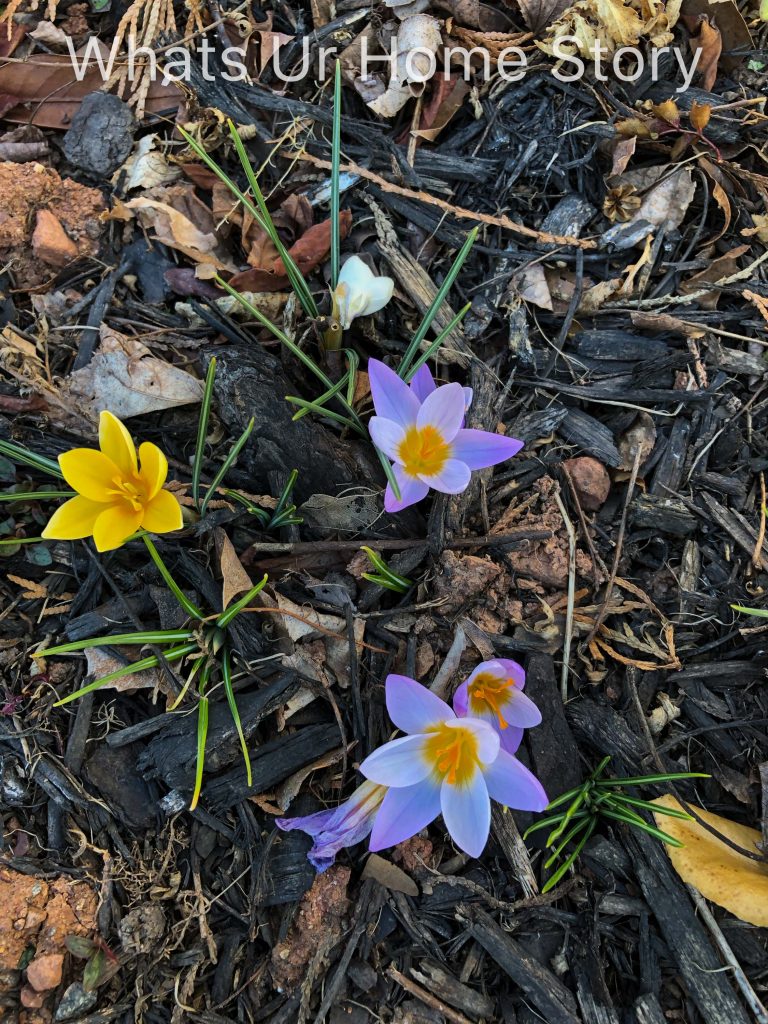 Early Spring Flowers From My Garden