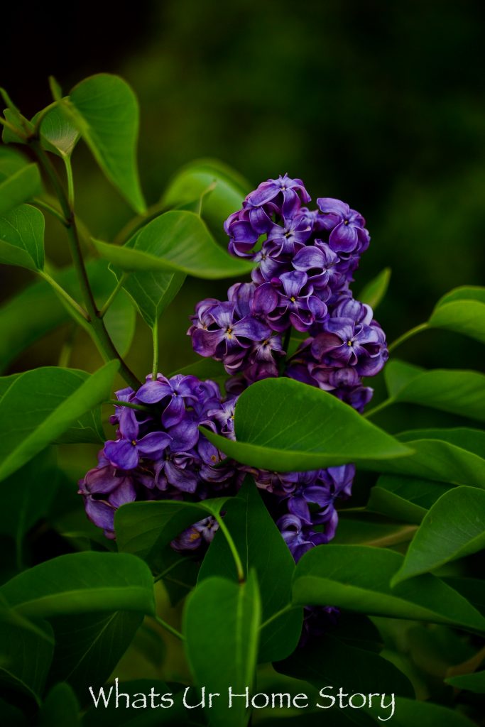 Early Spring Flowers From My Garden