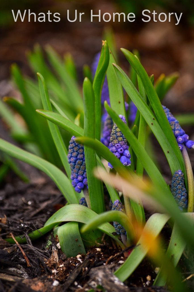 Early Spring Flowers From My Garden