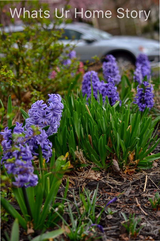 Early Spring Flowers From My Garden