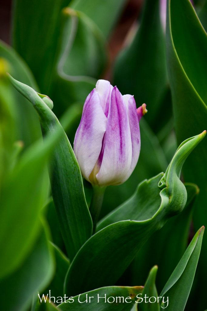 Early Spring Flowers From My Garden