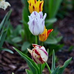 Rembrandt Tulips mix - Early Spring Flowers