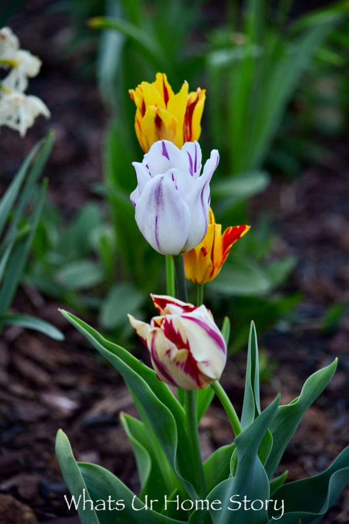 Early Spring Flowers From My Garden