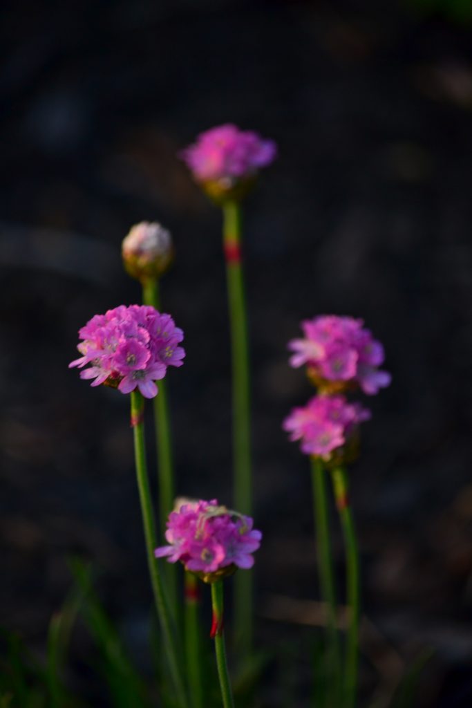 Early Spring Flowers From My Garden