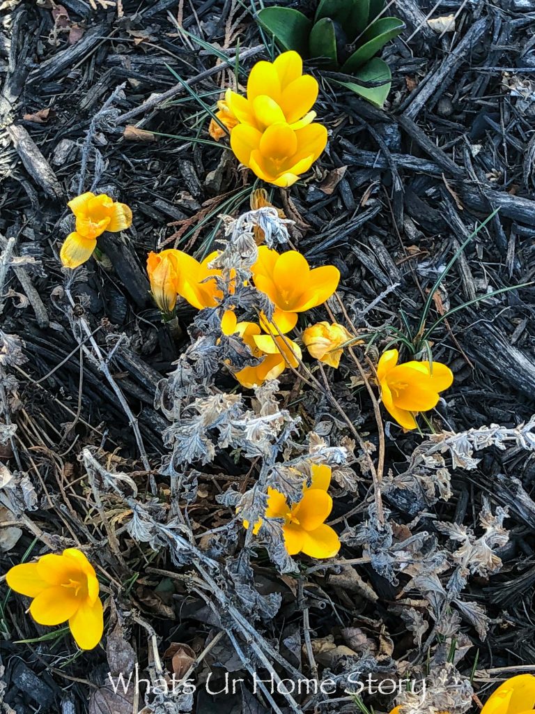 Early Spring Flowers From My Garden Whats Ur Home Story