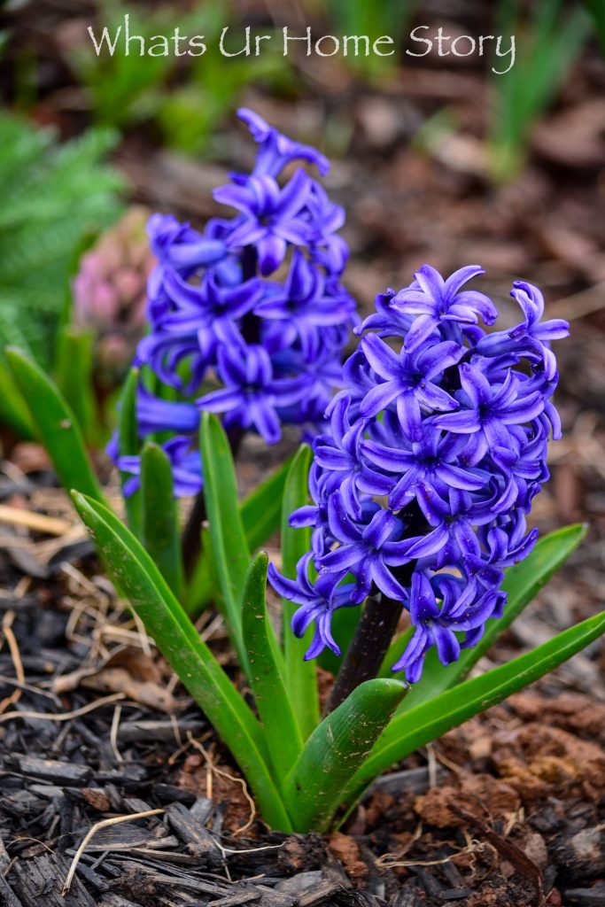 Early Spring Flowers From My Garden