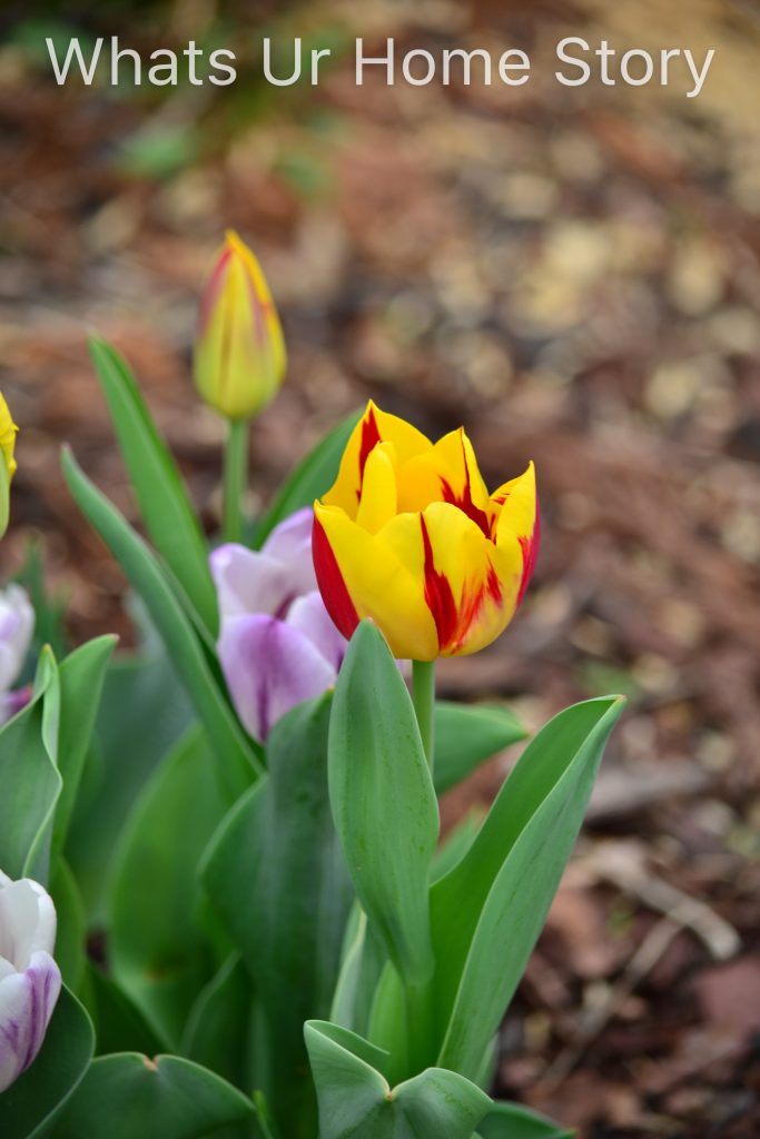 Early Spring Flowers From My Garden