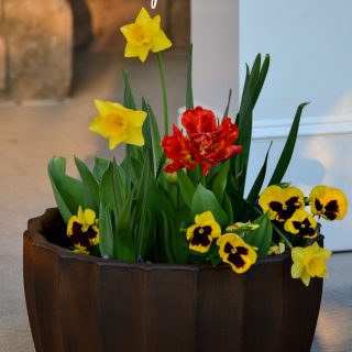 Spring Bulb Lasagna Planter -Tulips, daffodils, pansies